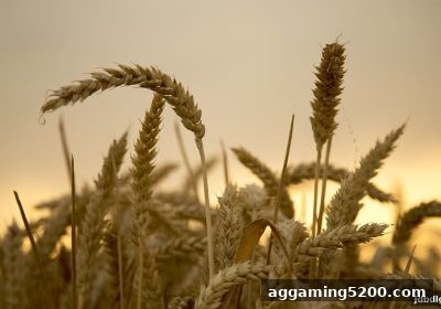 jdb电子下载地址独家解析：龙虎斗洗码活动规则与返利攻略